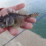 South East Lure Angling – Rock Goby
