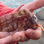 South East Lure Angling – Tompot Blenny