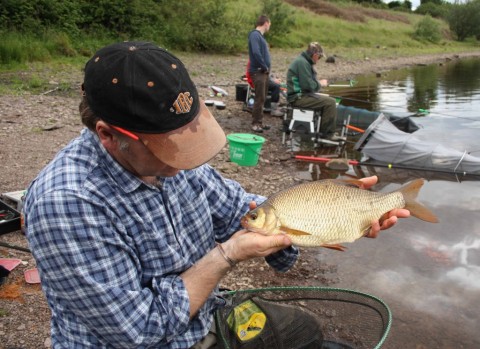 A fine hybrid from South Cork