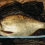 Close-up photographs are required when claiming a specimen