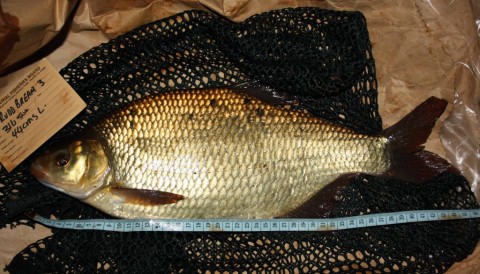 Close-up photographs are required when claiming a specimen
