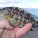 south East Lure angling – Ballan Oct 2012