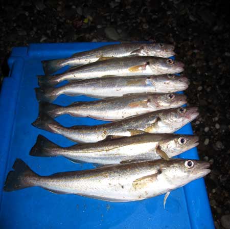 Wexford Winter Whiting