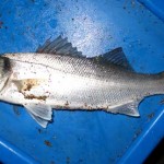 An Irish Angler's World – Bass on box