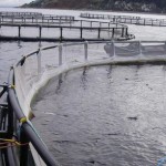 Belfast Telegraph – Salmon farm