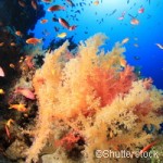 CORDIS – Marine life