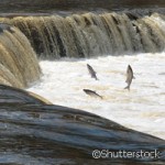 CORDIS – Salmon leap