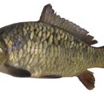 Carp