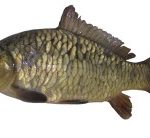 Carp