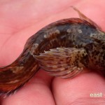 East Coast Fishing – Shanny 1