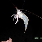 East Coast Fishing – Shrimp 2