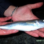 East Coast Fishing – Whiting