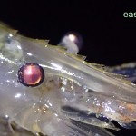 East Coast Fishing – shrimp