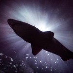 The European Parliament is closing loopholes in the ban on shark finning