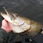 lough Fishing Buddies 1
