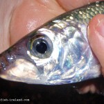 Lurefish Ireland photo