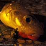 Lurefish Ireland – Photo 3