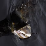 Pike on lure