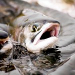 Salmon farming in Ireland is at a fraction of what it could be, say critics – a proposed new deep-sea fish farm in Galway bay would double Irish production. photograph: thinkstock