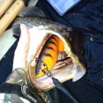 Stephen got this pike on lures as the fish did not respond to dead baits