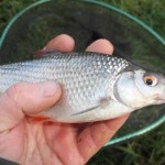 Roach will queue up, even in flood conditions
