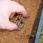 Trap them with a plug of ground-bait either end