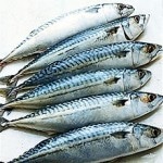 Mackerel