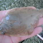 Wexford bass blog – pic 1