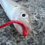 Wexford bass blog – pic 2