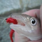 Wexford bass blog – pic 3