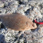 Wexford bass blog – pic 4