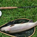 A fine Rainbow caught with a Woolly Bugger on the Sheet of Water