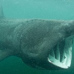 Basking sharks – tracked on a 500km journey from Donegal by the Irish Basking Shark project