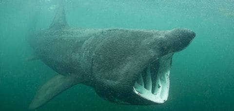 Basking sharks - tracked on a 500km journey from Donegal by the Irish Basking Shark project