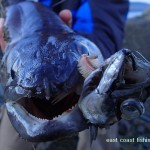 Conger teeth !!