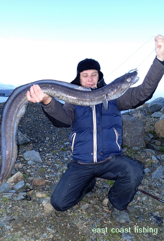 conger eel