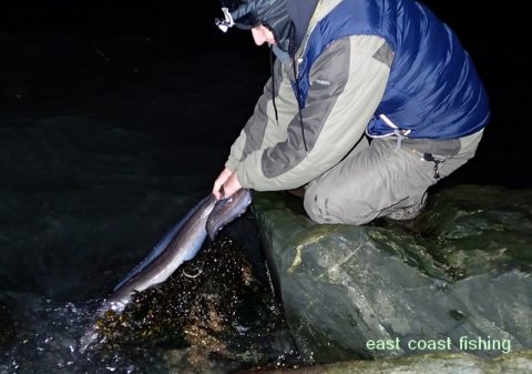 David releasing Conger Eel