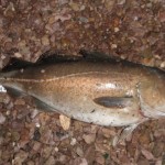 Rickhunter – Winter Cod 3