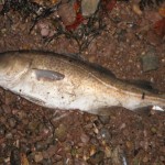 Rockhunter – Winter Cod 1