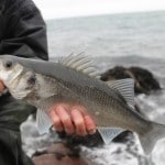 Rookie Bass Angler- December Bass 2