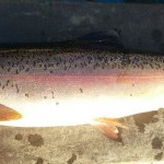 Carrigavantry Rainbow
