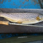 A nice brown in good condition