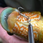 Wrasse on lure hook