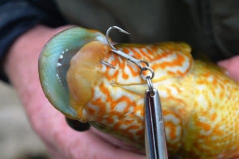 Wrasse on lure hook Wrasse on lure hook
