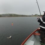 playfish