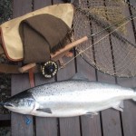 Delphi Spring Salmon