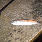 Jay La Roche – A nice little herring