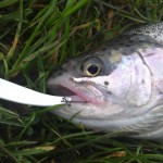 South East Game Angling – Rainbow Trout Jan 2013 3