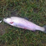 South East Lure Angling – Small Rainbow