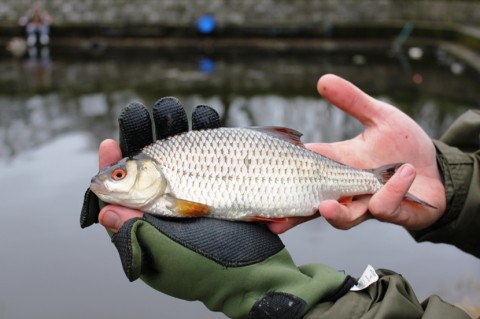 Quality Roach from Lough Ramor in January